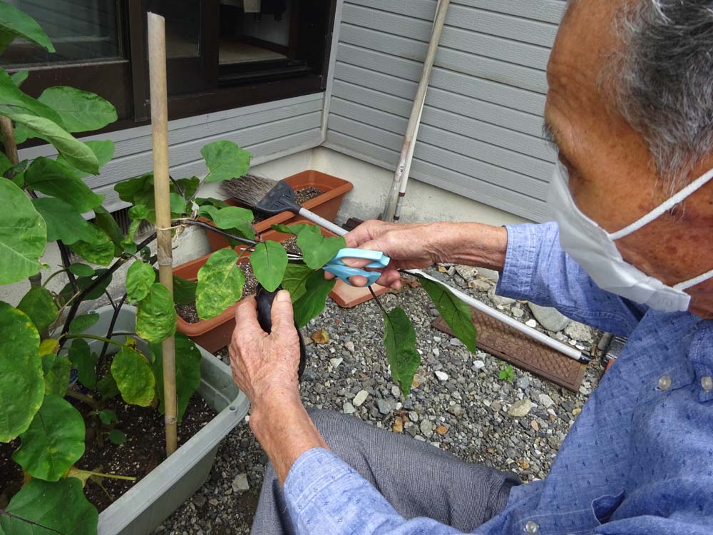 栽培にチャレンジ
