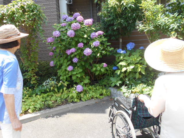 あじさい祭り