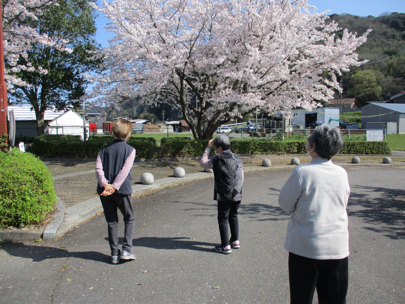 楽しみにしていた花見