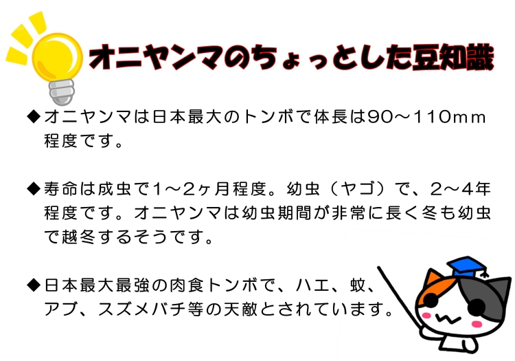 猛暑の中でも元気に飛び回っています！