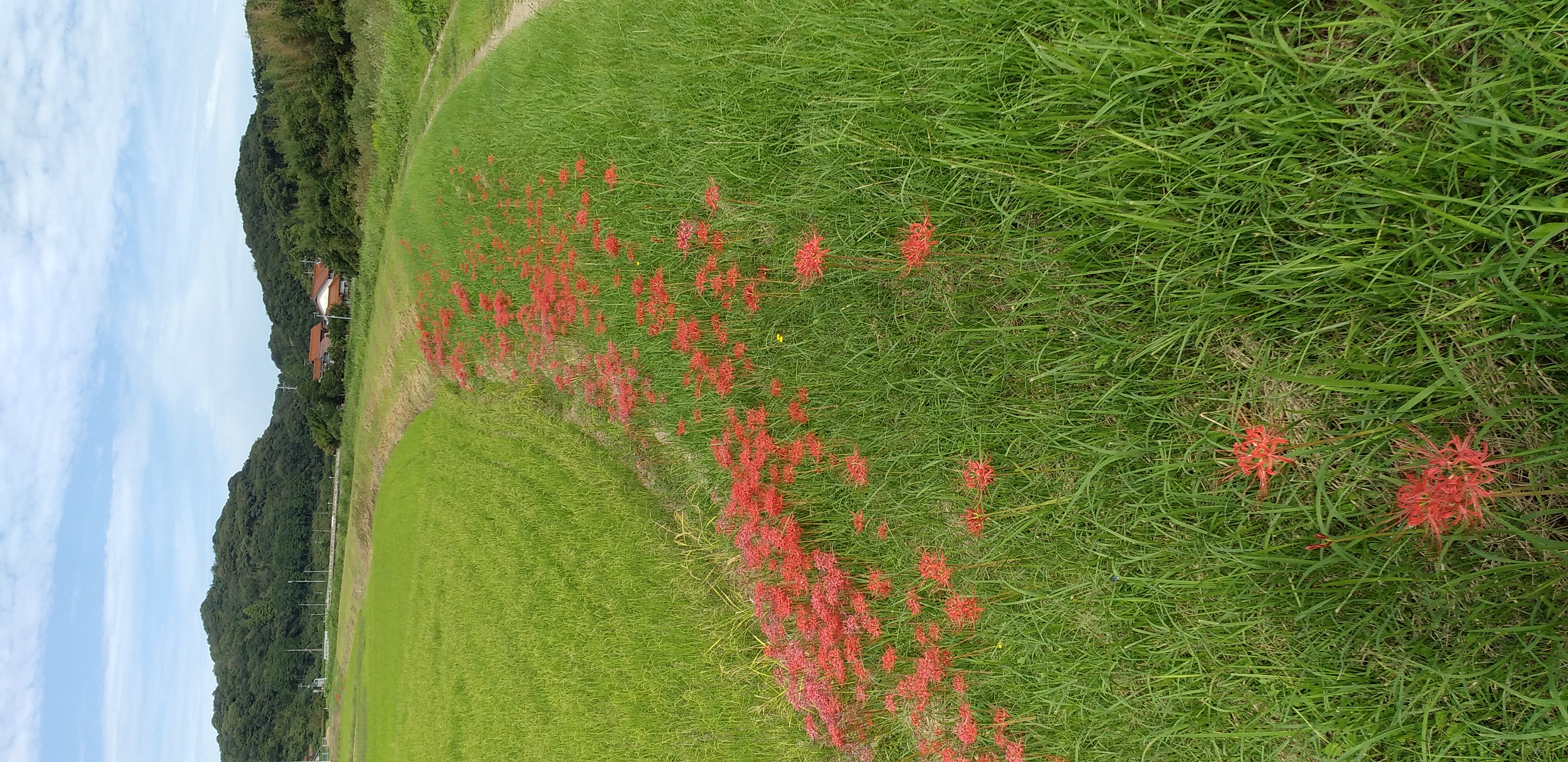 彼岸花